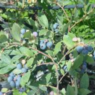 Саджанець Лохина Нордленд в контейнері